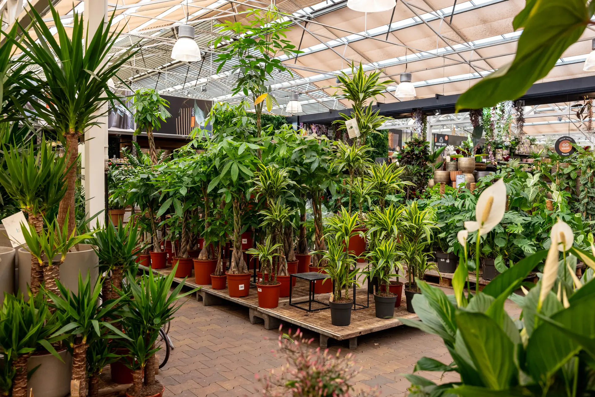 Kamerplanten Intratuin Halsteren